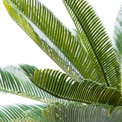 Deco Plant Cycas Tree 78cm Ref 61200