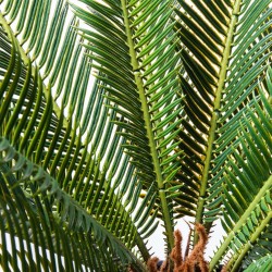 Deco Plant Cycas Tree 78cm Ref 61200