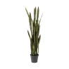 Kare Deco Plant Sansewieria 155cm Ref 60718