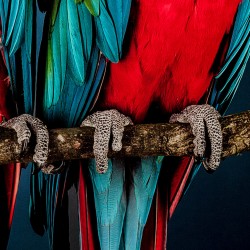 Kare Glass Picture Twin Parrot 80x120cm Ref 53086