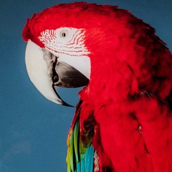 Glass Picture Twin Parrot 80x120cm Ref 53086